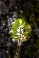 Coprosma ochracea