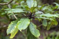 Clermontia parviflora