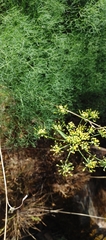 Lomatium klickitatense