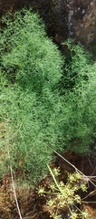 Lomatium klickitatense