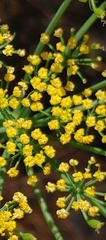 Lomatium klickitatense