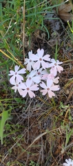 Phlox speciosa