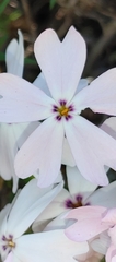 Phlox speciosa
