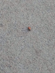 Hippodamia convergens