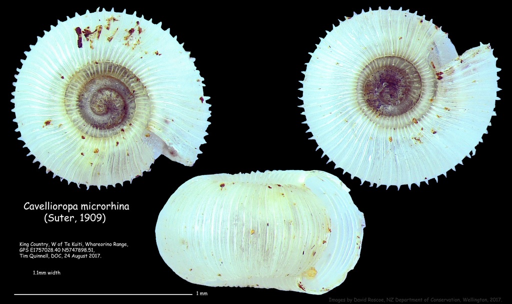 Cavellioropa microrhina
