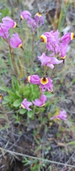 Primula poetica