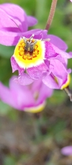 Primula poetica