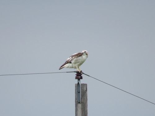 Krider's Red-tailed Hawk photographed in North Dakota