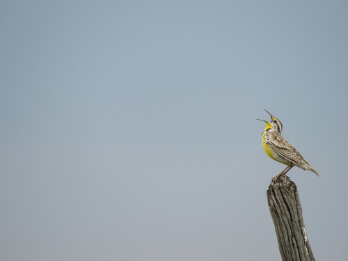 Sturnelle de l'Ouest (Sturnella neglecta)