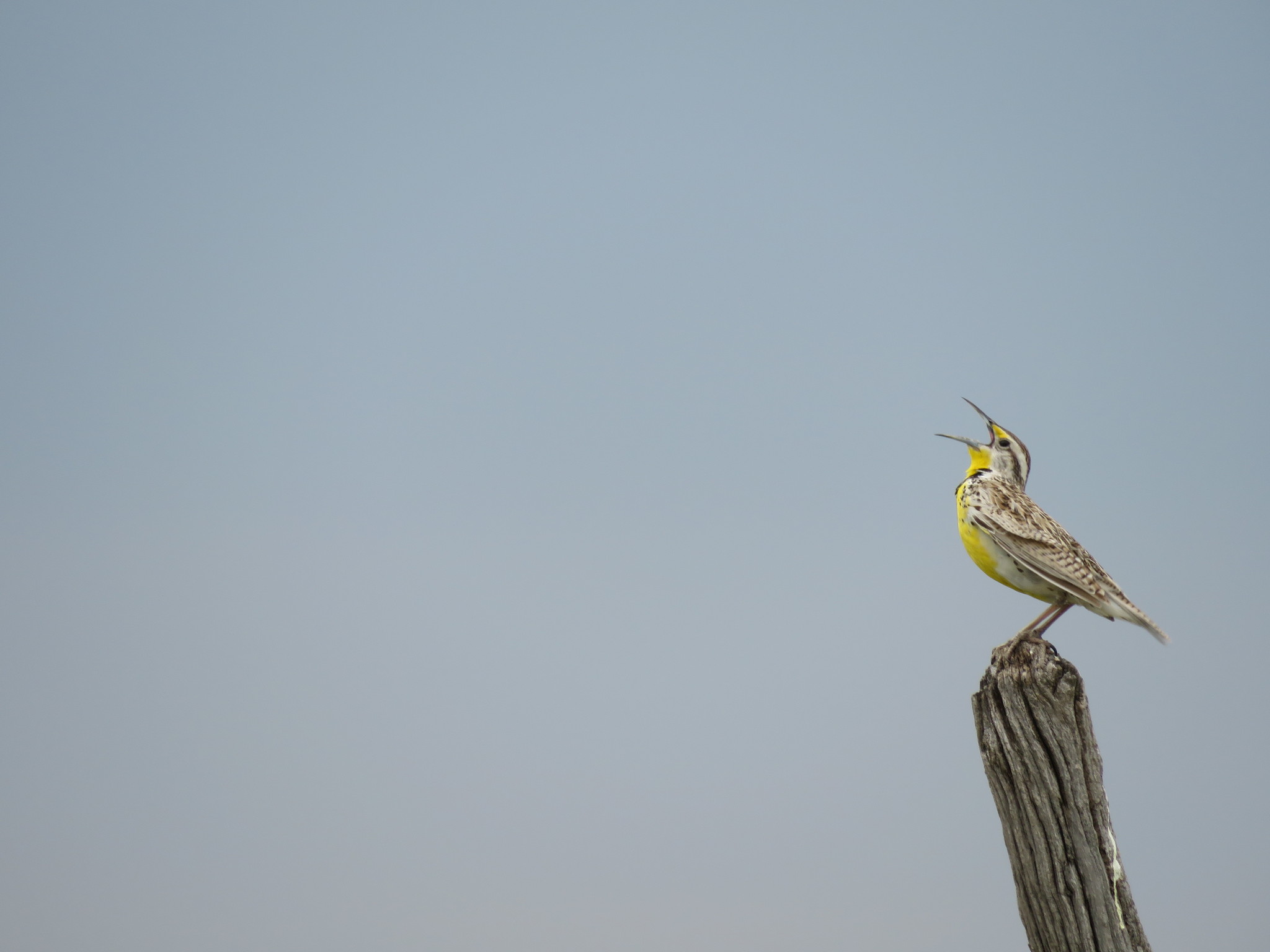 Western Meadowlark (Sturnella neglecta)