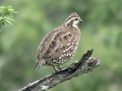 Spot-Bellied Bobwhite photo 4