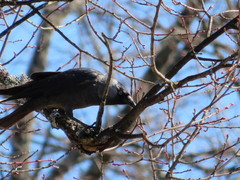 Corvus monedula