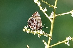 Flos fulgida singhapura