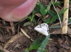 Verrucosa undecimvariolata