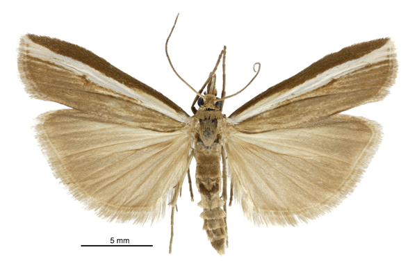 Orocrambus horistes