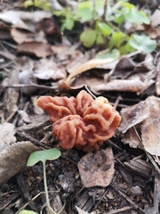 Gyromitra esculenta
