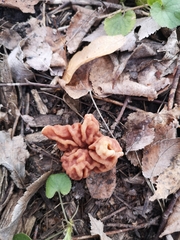 Gyromitra esculenta