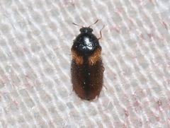 Reesa vespulae
