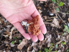 Gyromitra esculenta