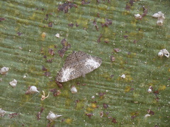 Hamadryas amphichloe