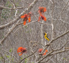 Icterus graceannae