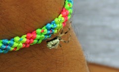 Verrucosa undecimvariolata