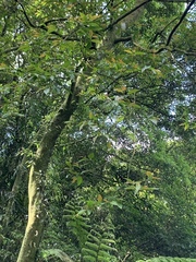 Alniphyllum pterospermum