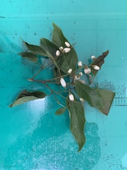 Alniphyllum pterospermum