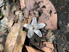 Alniphyllum pterospermum