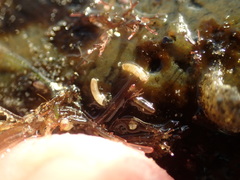 Caecum californicum