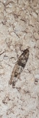 Pseudexentera knudsoni