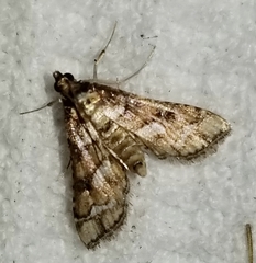 Hileithia magualis