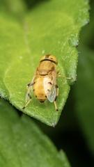 Eristalinus flavus