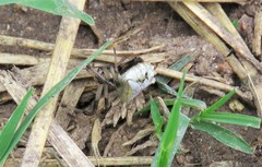 Verrucosa undecimvariolata