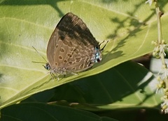 Arhopala athada