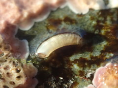 Caecum californicum
