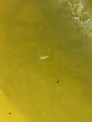 Takecallis arundinariae