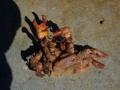 Acantholithodes hispidus
