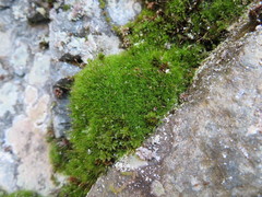 Distichium capillaceum