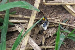 Verrucosa undecimvariolata