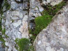 Distichium capillaceum