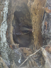Didelphinae