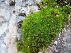 Distichium capillaceum