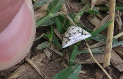 Verrucosa undecimvariolata