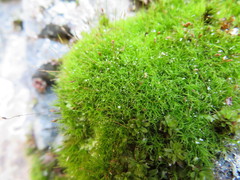 Distichium capillaceum