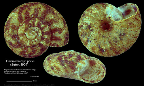 Flammulina pilsbryi observed 2017-08-24