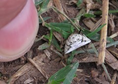 Verrucosa undecimvariolata