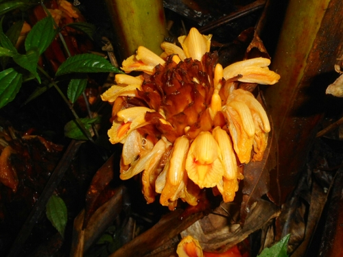 Lanxangia tsao-ko