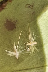 Rytidosperma gracile