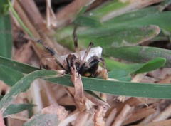 Verrucosa undecimvariolata